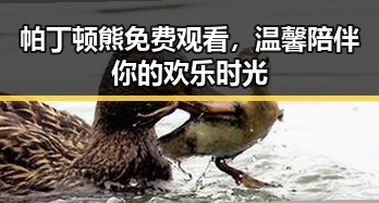 帕丁顿熊免费观看,温馨陪伴你的欢乐时光